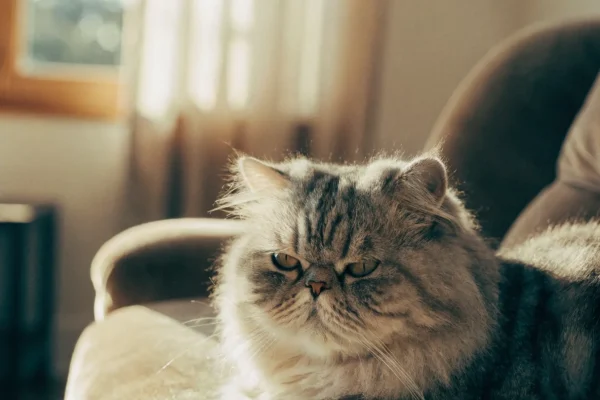 Silver tabby Persian cat resting on a cushioned armchair indoors