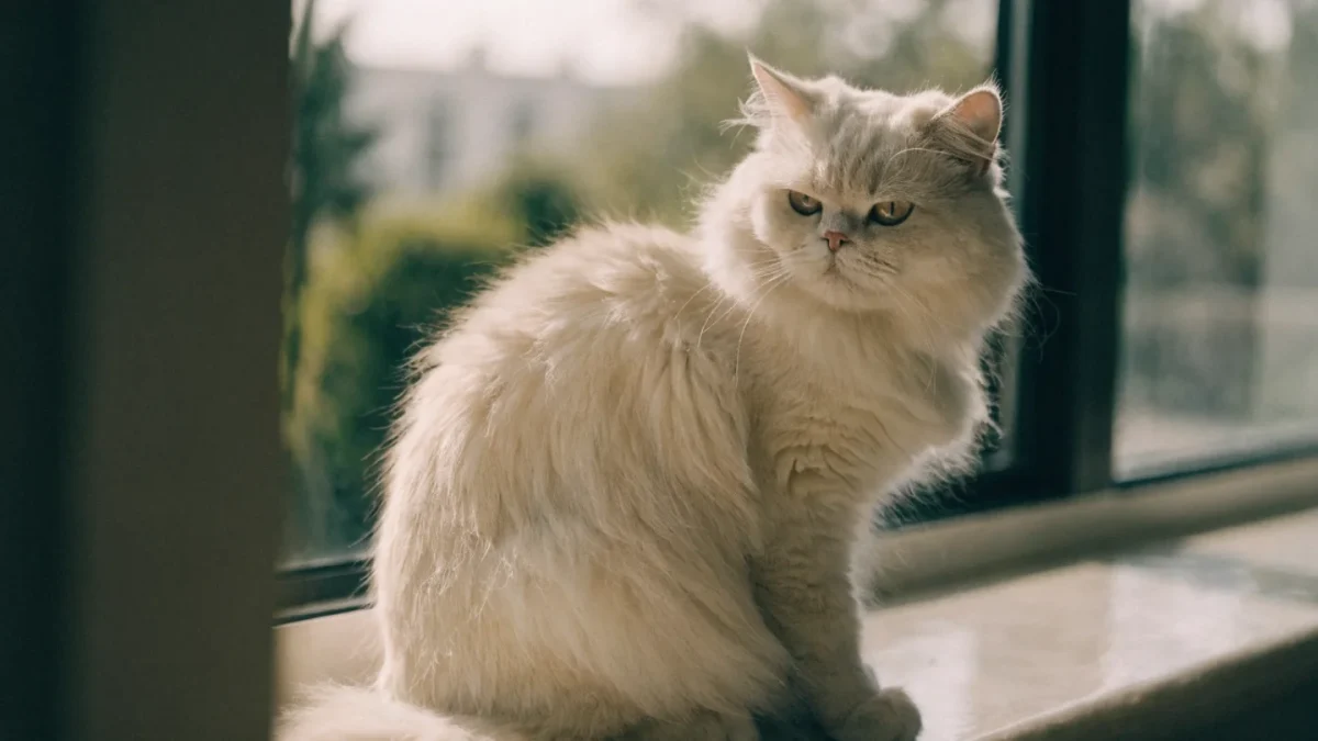 7 Myths About Persian Cats That Won’t Go Away