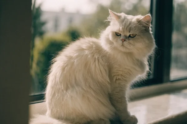 Cream Persian cat sitting alertly on a sunlit windowsill
