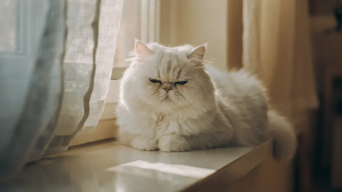 White longhaired Persian cat resting contentedly on a sunlit windowsill with half-closed eyes