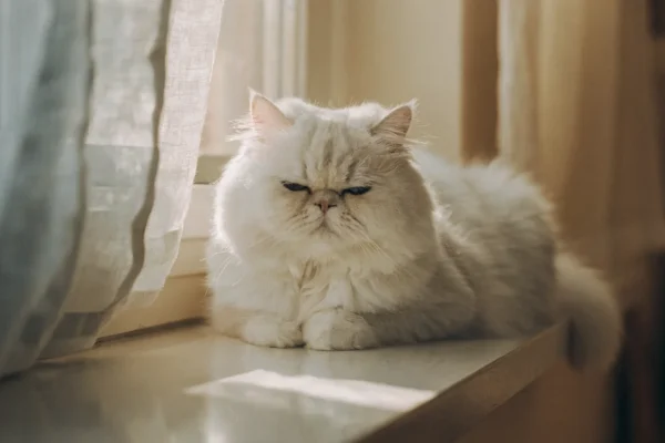 White longhaired Persian cat resting contentedly on a sunlit windowsill with half-closed eyes