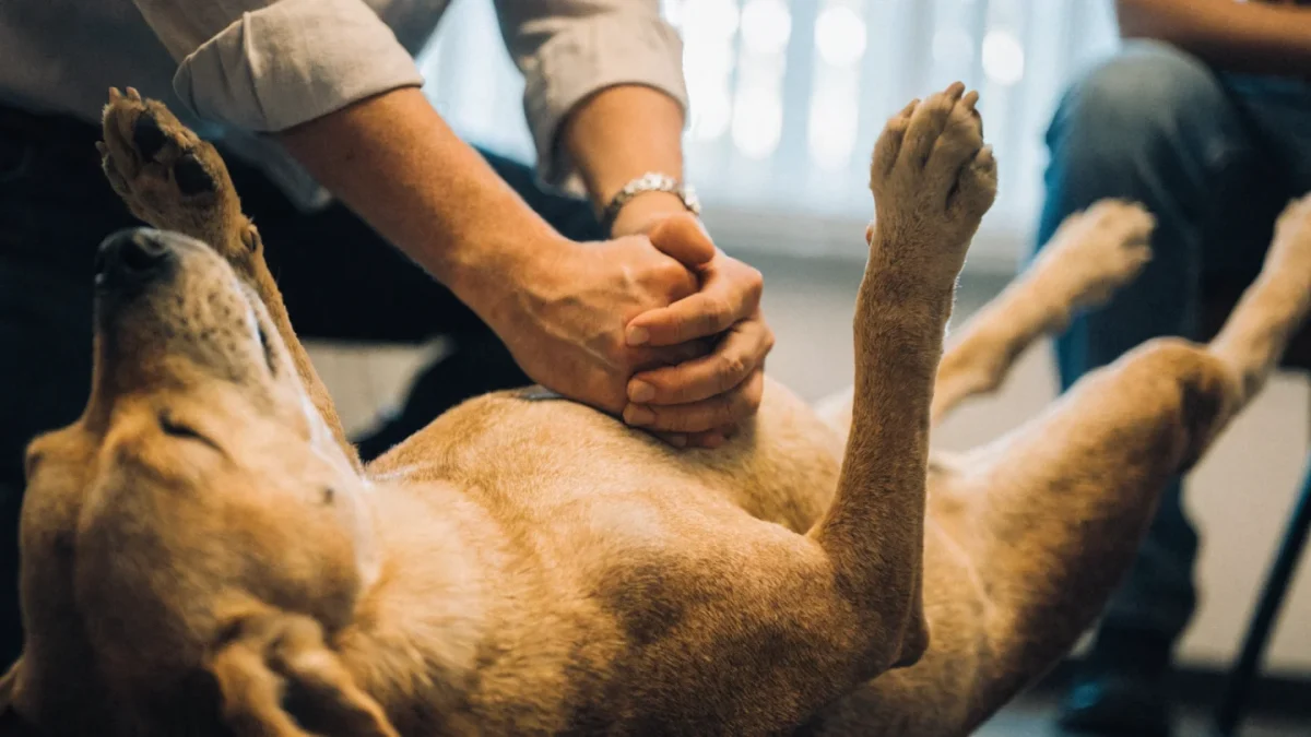 Hands demonstrating chest compression technique on a dog during a pet CPR training class