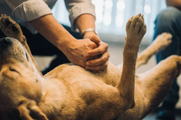 Hands demonstrating chest compression technique on a dog during a pet CPR training class