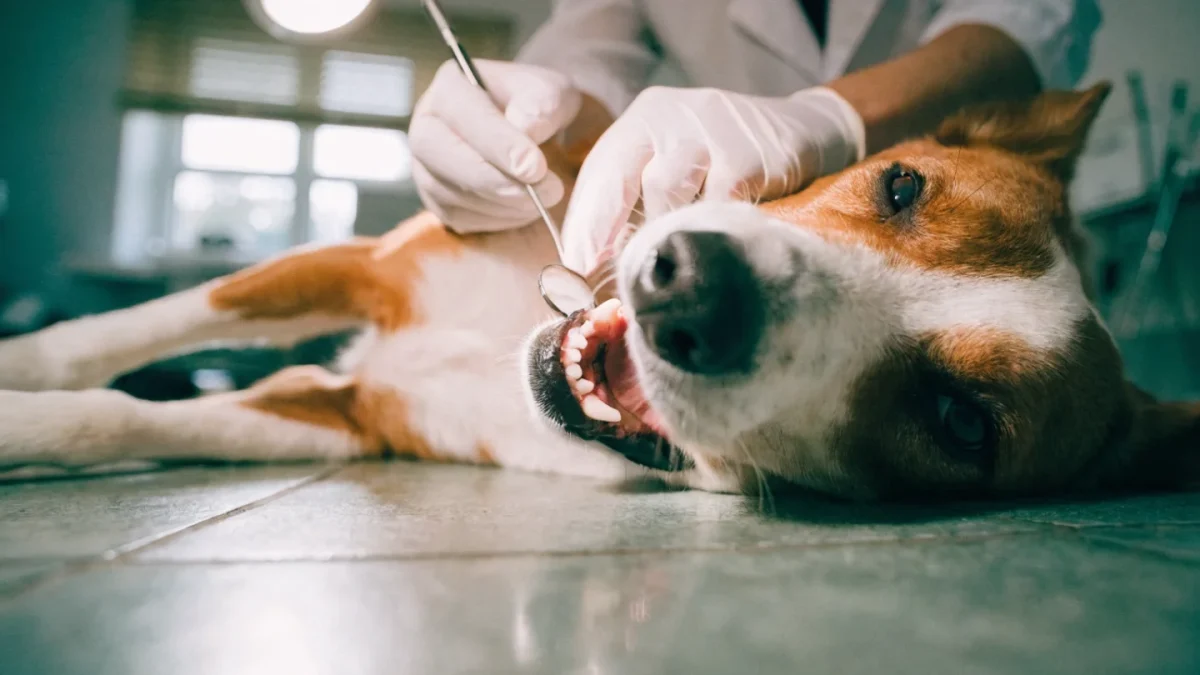 Complete Guide to Pet Dental Care and Oral Hygiene