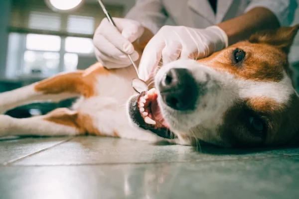 Veterinarian examining a dog's teeth and gums during a dental checkup