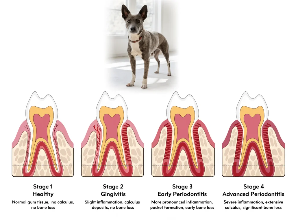 Diagram showing the four stages of periodontal disease in pets