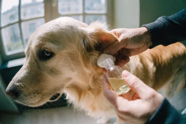 Owner gently cleaning a Golden Retriever's ear with a cotton ball and ear cleaning solution