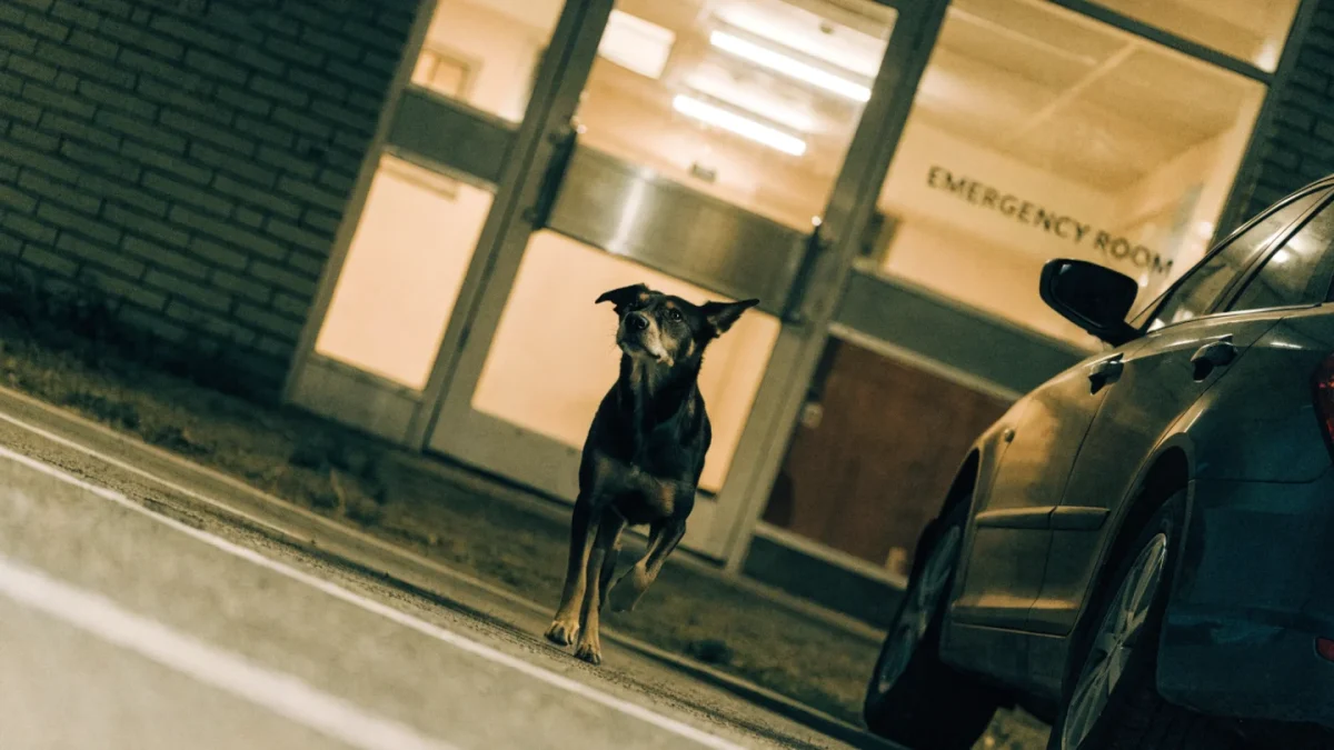 Pet Emergencies: A Vet’s Guide to Recognizing and Responding to Crises