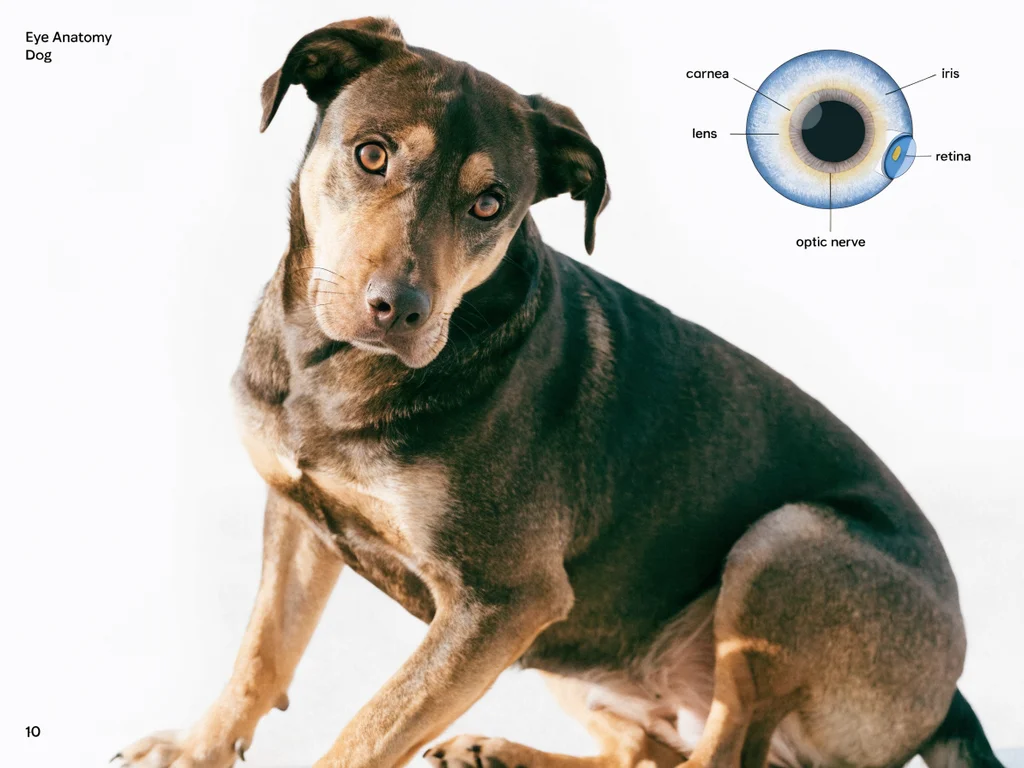 Diagram of dog eye anatomy showing key structures