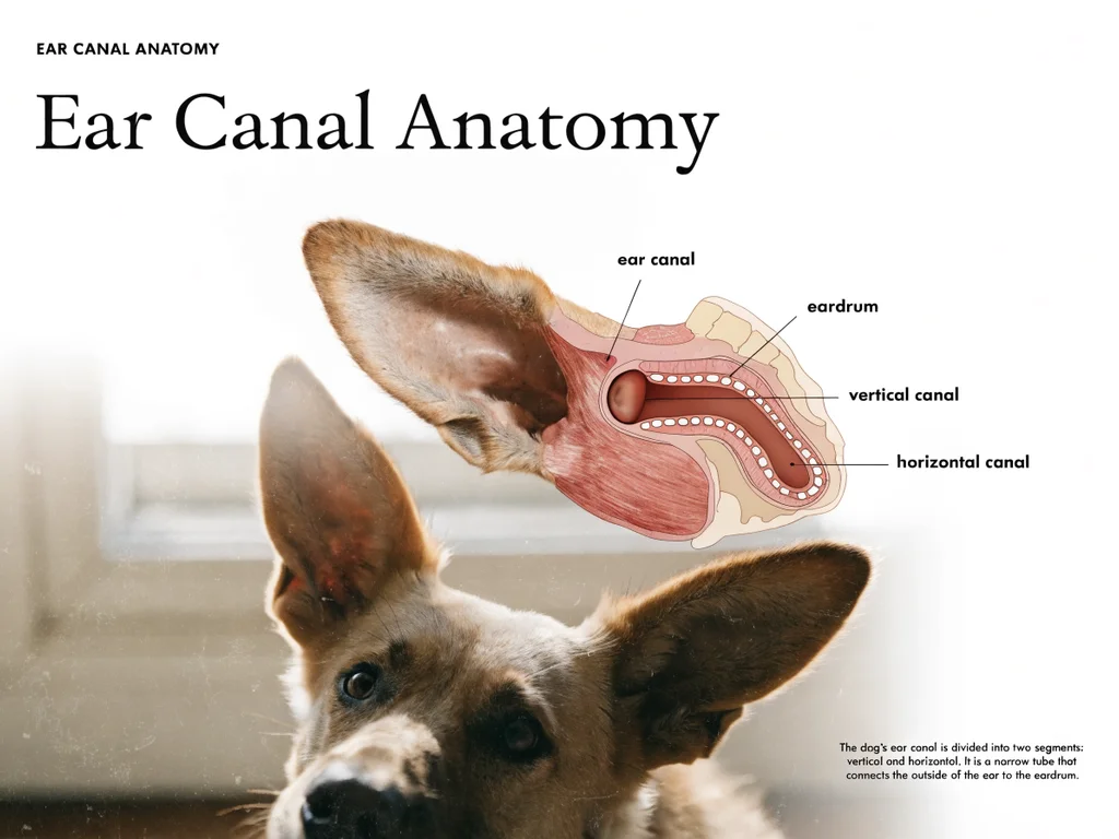 Diagram of dog ear canal anatomy