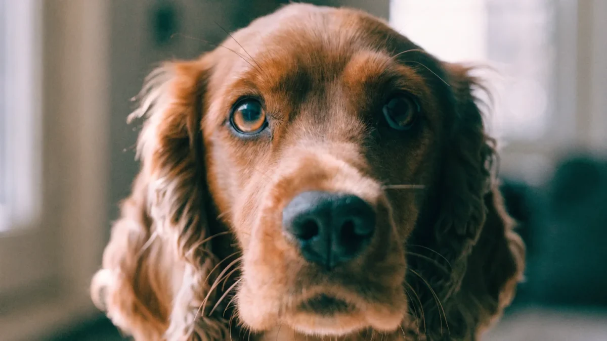 Eye and Ear Health in Dogs and Cats: Prevention, Problems, and Care