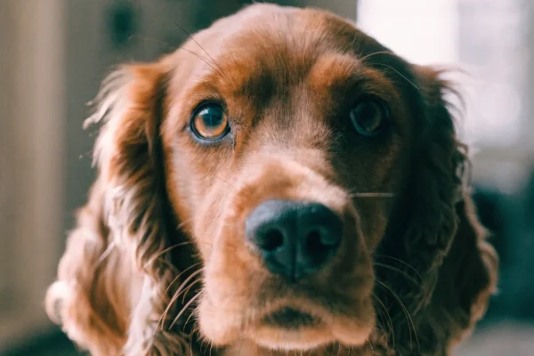 Cocker Spaniel with healthy clear eyes and clean ears in natural light