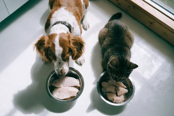 Spaniel mix dog and cat sitting next to separate food bowls with plain novel protein meals for an elimination diet trial, overhead view