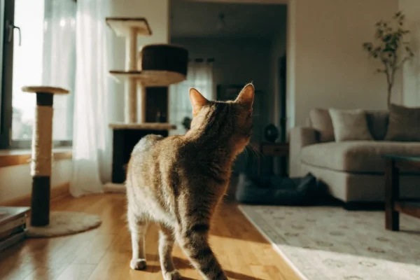 Pet-friendly apartment living room with cat tree and dog bed