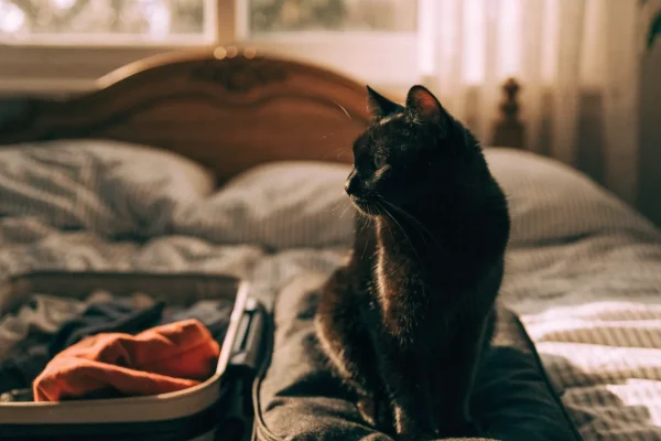 Black cat sitting on a packed travel bag beside an open suitcase
