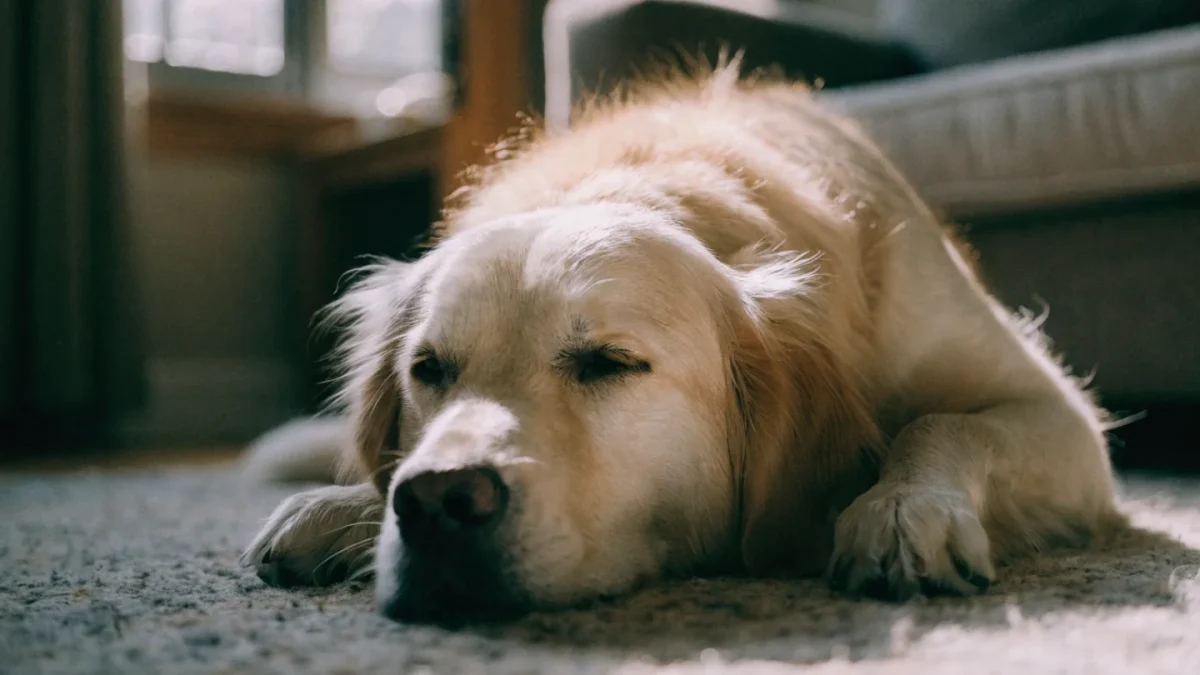 Pet Health Warning Signs: A Veterinarian’s Guide to Symptoms That Matter