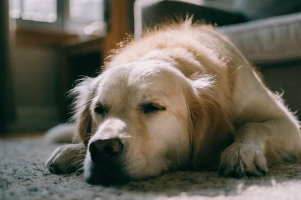 Golden retriever lying lethargically on a living room rug in afternoon light