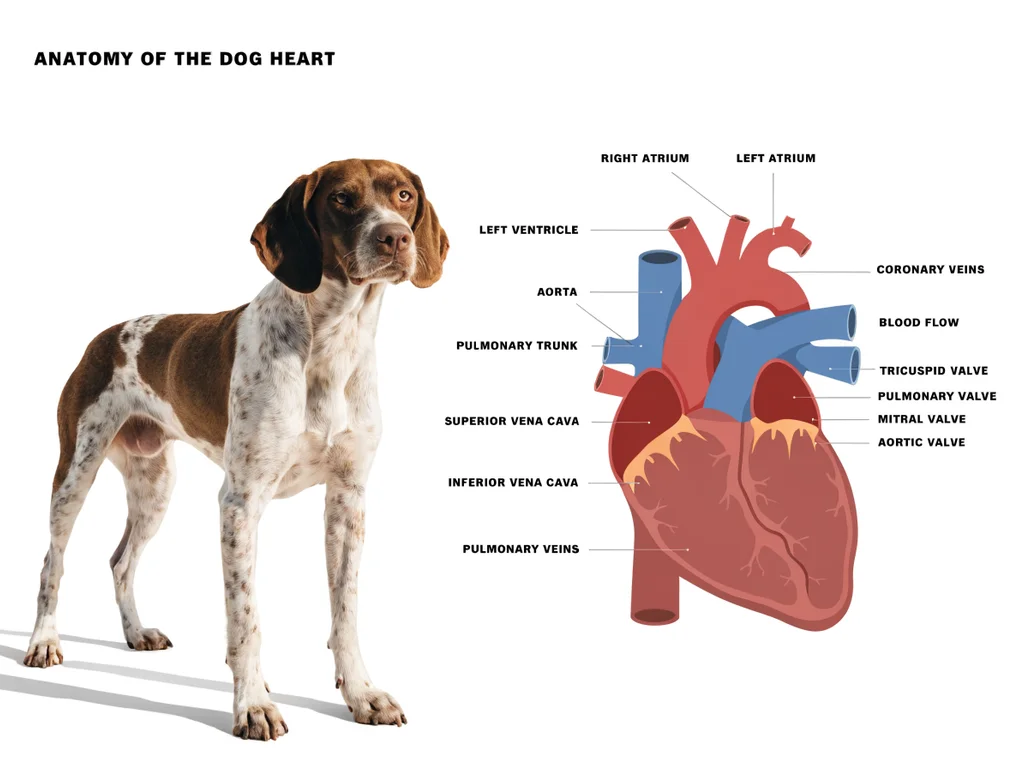 Diagram of dog heart anatomy showing chambers, valves, and major vessels