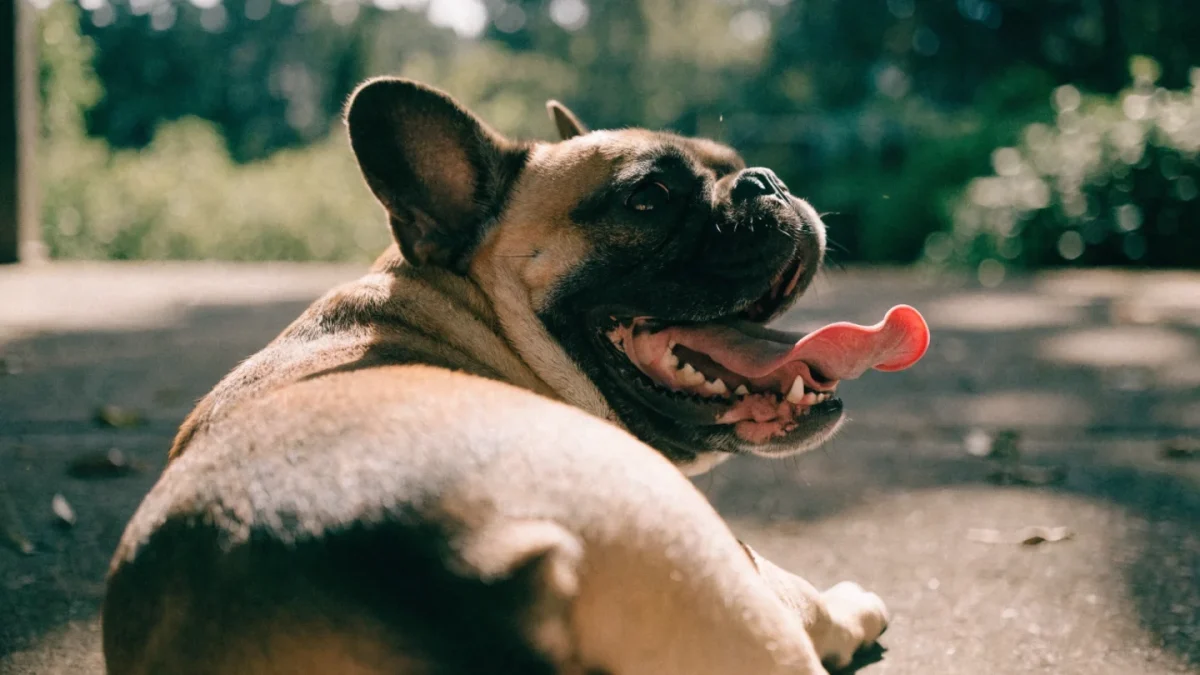 Environmental Emergencies in Pets: Heatstroke, Hypothermia, and Drowning
