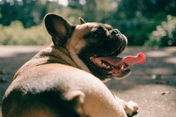 French Bulldog panting heavily while resting on a shaded patio on a hot day, showing signs of heat stress