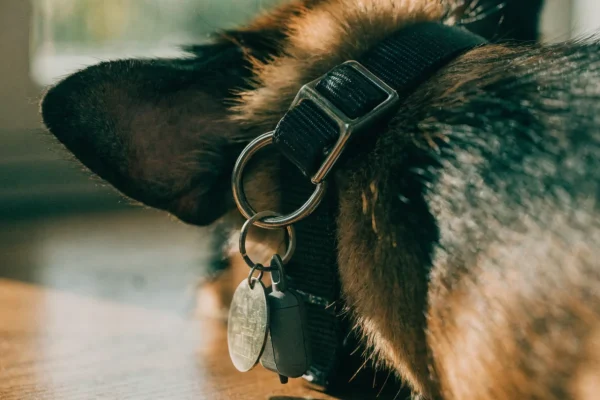 Dog collar with ID tag and GPS tracker close-up
