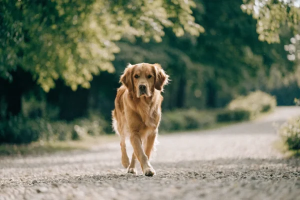 Golden retriever walking outdoors, representing good mobility and joint health in dogs