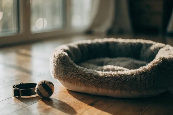 A softly lit, empty pet bed with a collar and toy, representing the profound grief of pet loss.