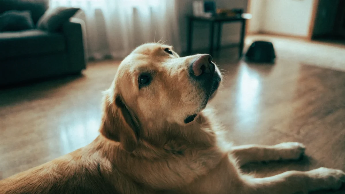 Pet Mental Health: Understanding Anxiety, Stress, and Behavioral Health