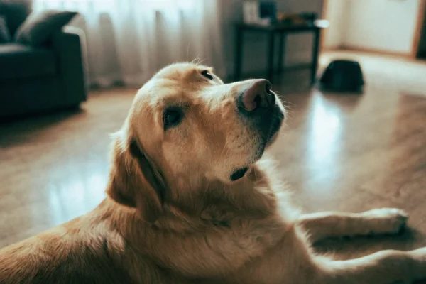 Golden retriever lying on living room floor showing mild anxiety with ears pulled back
