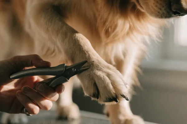 Calm golden retriever having its nails carefully trimmed by its owner with professional clippers on a grooming table