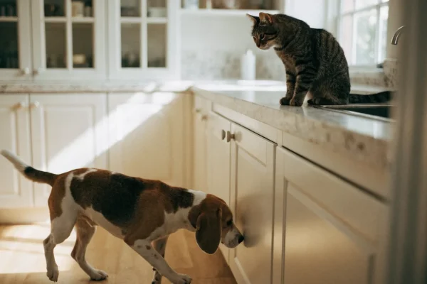 Beagle dog sniffing a kitchen cabinet while a tabby cat sits on the countertop above in a bright modern kitchen