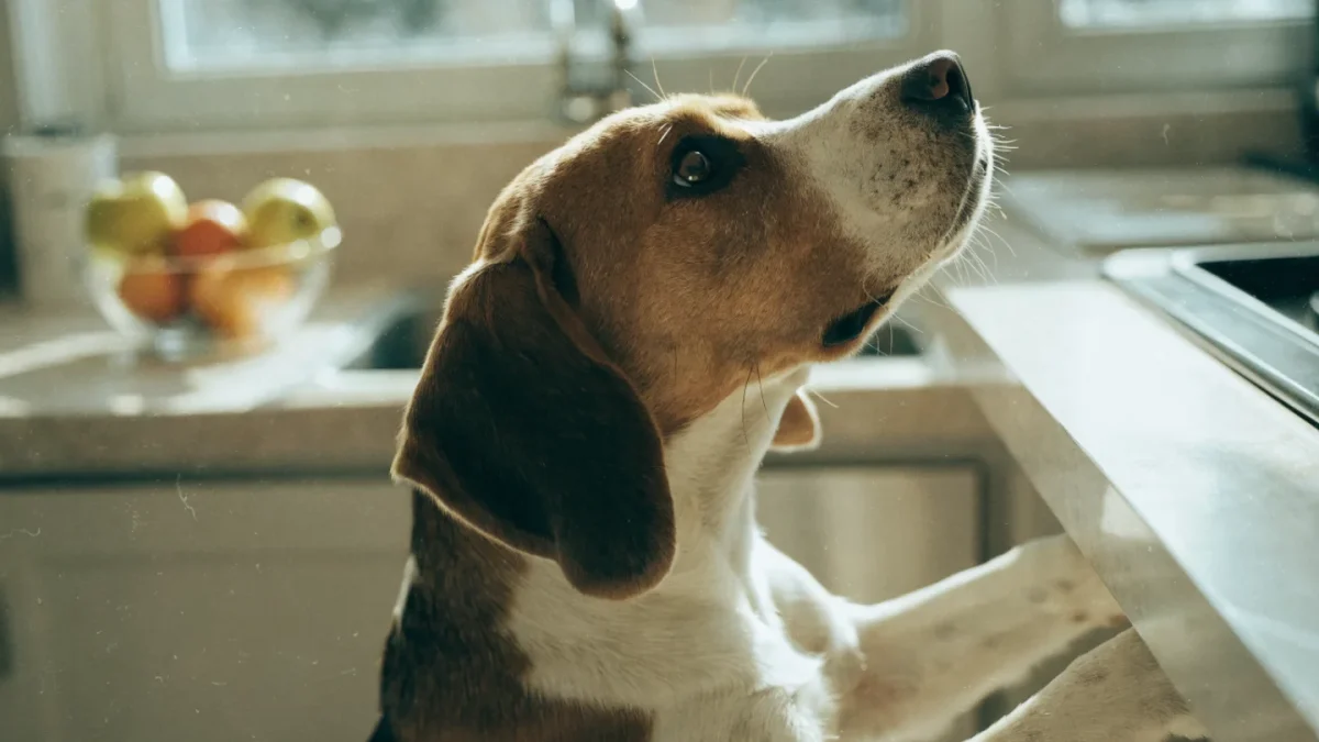 Pet-Proofing Your Kitchen: Hazards Hiding in Plain Sight