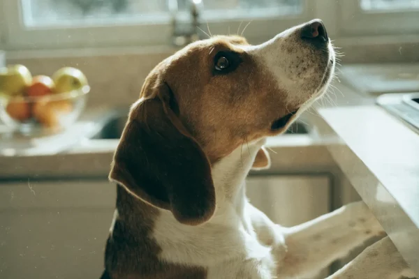 Beagle counter-surfing in a bright kitchen, reaching up to sniff the counter edge