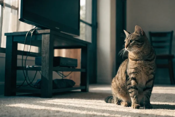 Cat beside TV unit with cord covers installed, pet-proofed living room