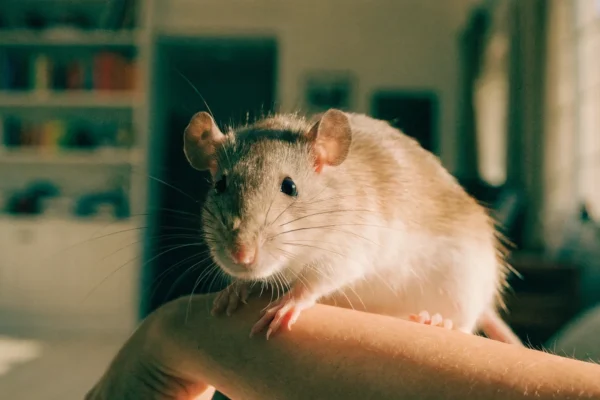 Fawn-colored pet fancy rat perched comfortably on a person's forearm in a warmly lit room