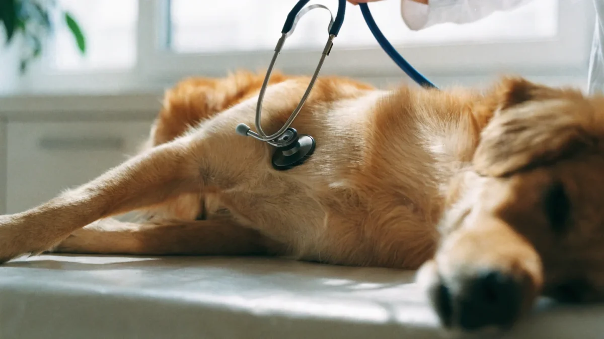 Respiratory Health in Dogs and Cats: Breathing Problems and What They Mean