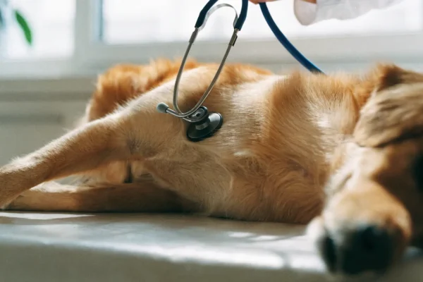 Golden retriever being examined with a stethoscope at a veterinary clinic