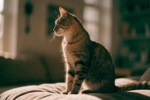 Tortoiseshell cat relaxing on a couch, looking out a sunlit window