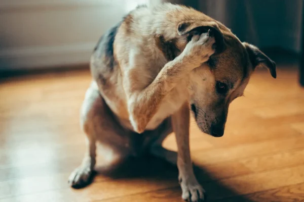 Mixed breed dog scratching its ear, showing common allergy behavior in pets