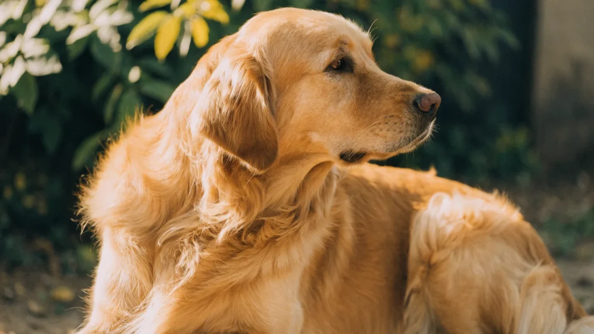 Pet Skin and Coat Health: A Veterinarian’s Complete Guide