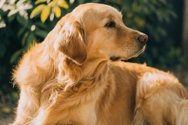 Golden Retriever with a healthy glossy coat sitting outdoors in afternoon light
