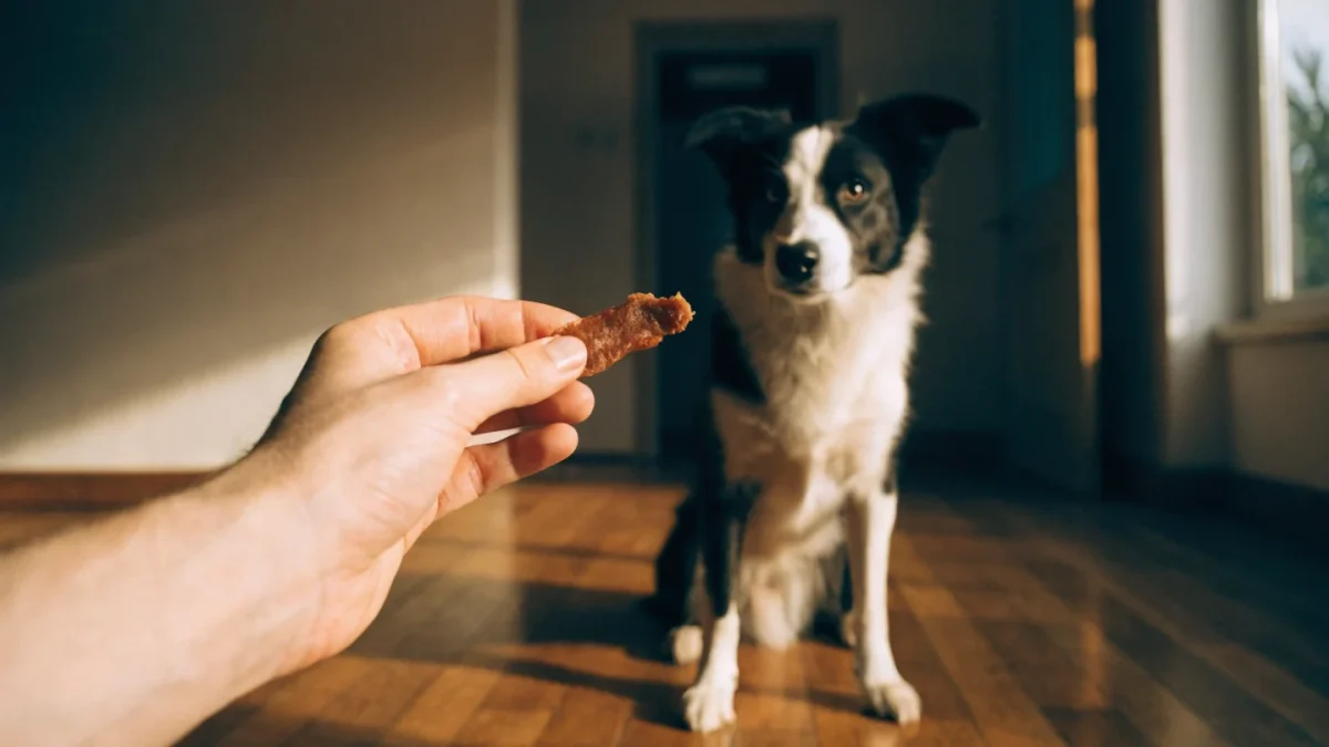 Pet Treats and Snacks: A Nutritionist’s Guide to Healthy Rewarding