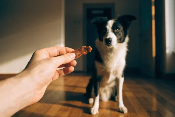 Border Collie waiting attentively for a treat, illustrating mindful treat-giving in pet nutrition