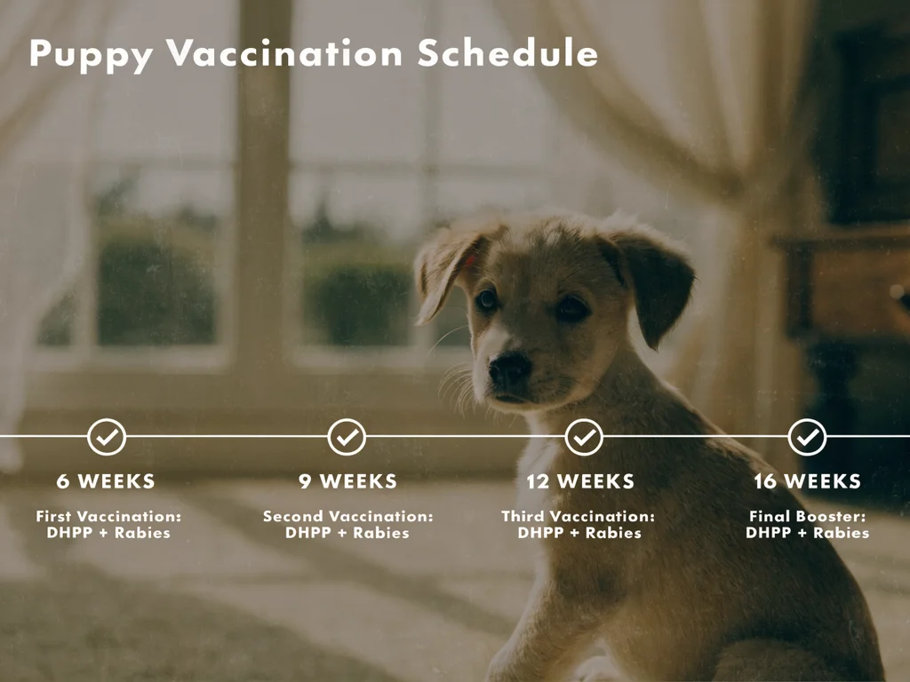 Puppy vaccination schedule timeline from 6 to 16 weeks