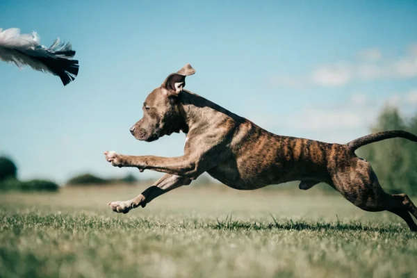 Brindle American Pit Bull Terrier sprinting across a grassy field during exercise