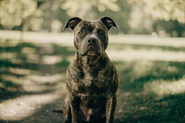 Brindle American Pit Bull Terrier sitting calmly and attentively on a grass park path in afternoon dappled light