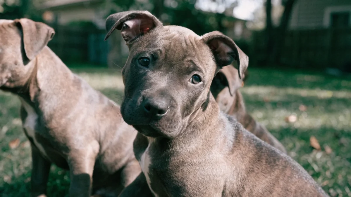 American Pit Bull Terrier Puppy Buying Guide: Responsible Sourcing