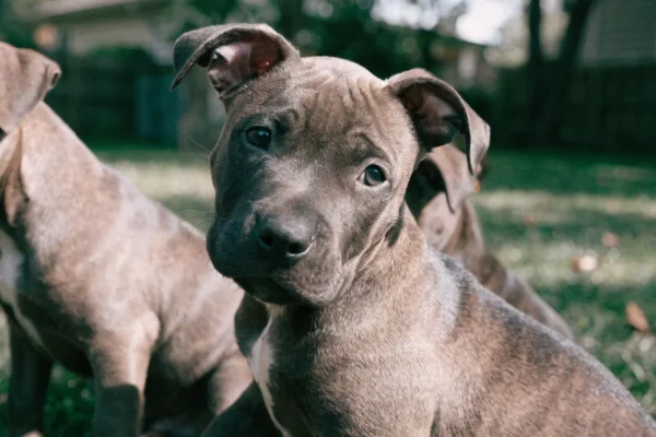 Brindle American Pit Bull Terrier puppy sitting confidently in a grassy backyard