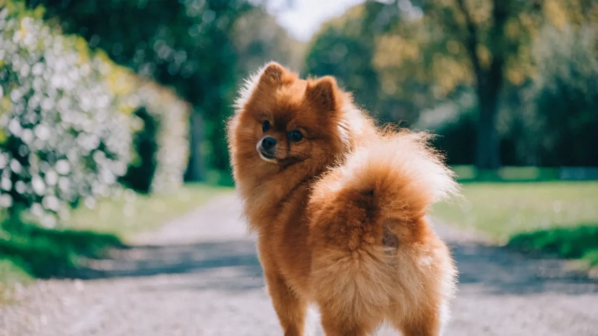 5 Common Misconceptions About Pomeranians
