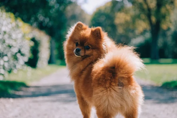 Orange Pomeranian walking confidently along a park path